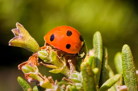 Ladybug Macro Stock Photos