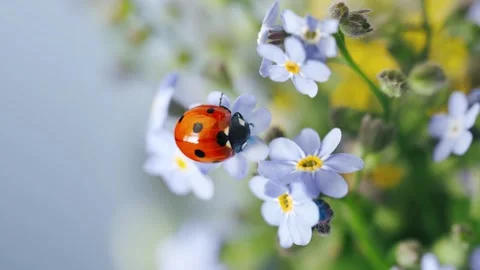 Ladybug macro shot on small blue flowers Stock Footage 241726723
