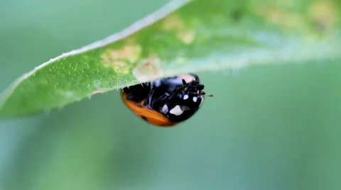 Ladybug Macro video Video stock 37017033