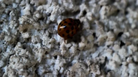 Ladybug Macro Video Stock Footage 38279329
