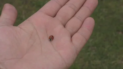 Ladybug on a man's palm. Stock Footage 76113799