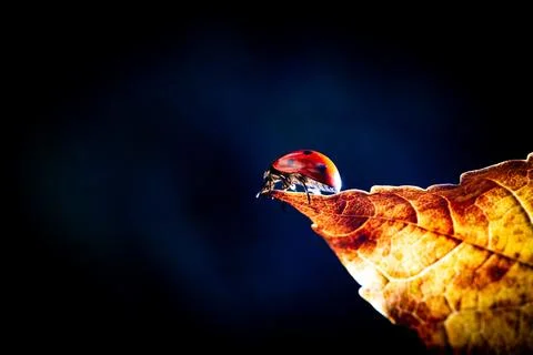 Ladybug on maple leaf Stock Photos
