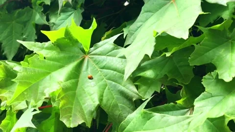 Ladybug on maple leaves. Video stock 132883583