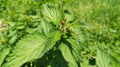 Ladybug mating 스톡 동영상 107889990