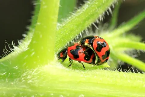 Ladybug mating in the gardens in close up Stock Photos