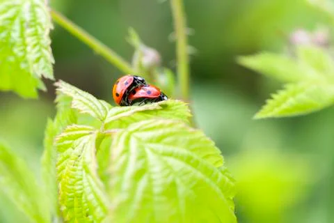 Ladybug - mating Stock Photos