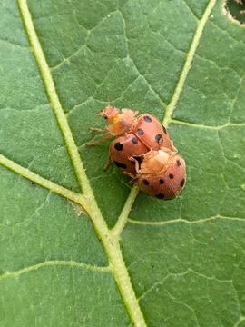Ladybug mating Foto stock