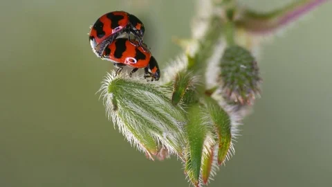 Ladybug mating on the plant shoot Stock Footage 83757433