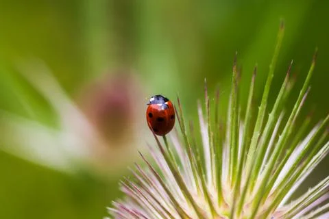Ladybug on the meadow Stock Photos