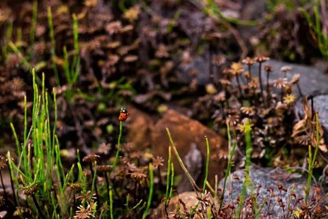 Ladybug on a Meadow Stock Photos
