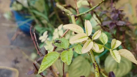 Ladybug on Mint Plant Leaves Stock Footage 340517119