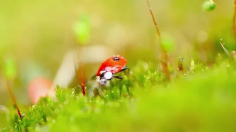 Ladybug on Moss Stock Footage 294359935