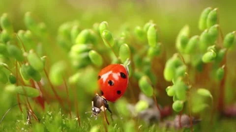 Ladybug on Moss: A Macro Photograph of a Red Ladybug Perched on Vibrant Gre.. Stock Footage 296858535
