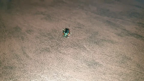 Ladybug in motion in the close-up. Stock Footage 111394217