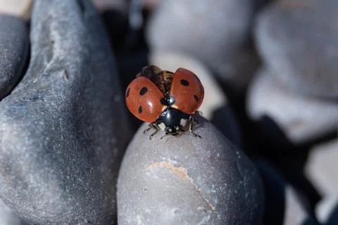 Ladybug in Motion: Insect Spreading Wings on Round Stones, Macro Perspective Stock Photos