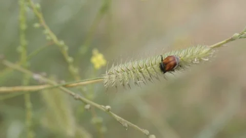 Ladybug in a mountain nature green trees plant, flower, animal Stock Footage 87489030