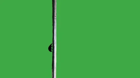 Ladybug moves along a branch in backlight slow motion Stock Footage 301869841