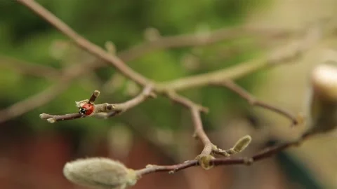 Ladybug Hd Stock Videos – Royalty-Free HD & 4K Videos | Page 3