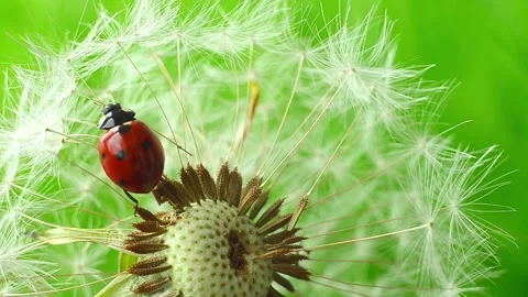 Ladybug moving on dandelion seed head in macro view Stock Footage 323999277