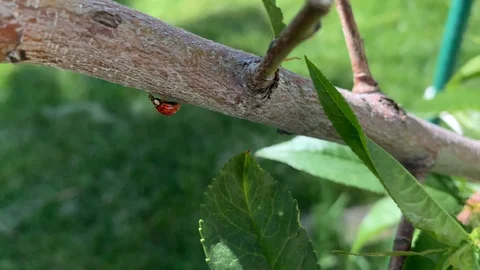 A ladybug is moving fast up the branches and leaves of a peach tree in the Stock Footage 109379015