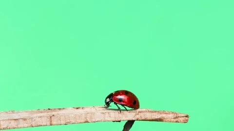 Ladybug moving on green screen slow motion Stock Footage 301868720