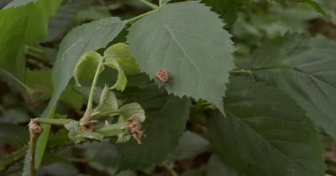 Ladybug moving on leaf in 2K, 2048 × 1080 Stock Footage 68030611