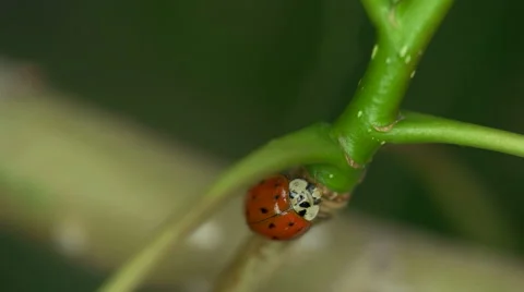 Ladybug moving on a twig Macro Close View Stock Footage 51468639