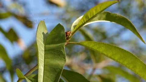 Ladybug moving on walnut branch, panning Видео 336406347