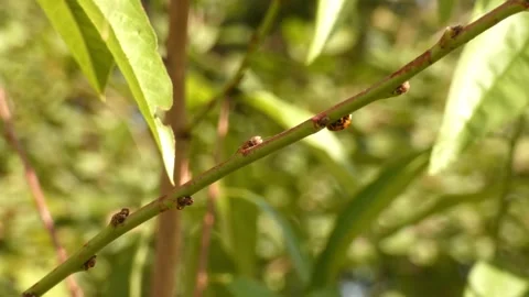 Ladybug moving on walnut twig, panning Vídeo Stock 336406188