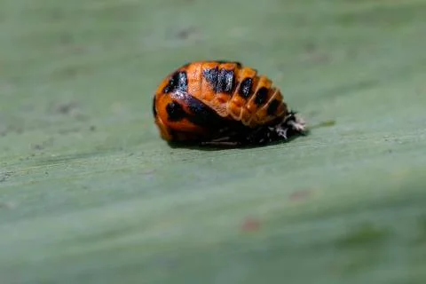 Ladybug - mummy doll Photos