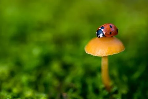 Ladybug on a mushroom, close up with small depth of field Stock Photos