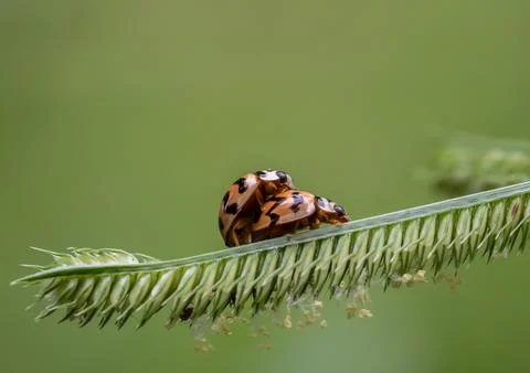 Ladybug The name comes from the rounded shape of the body and the fact that.. Foto stock