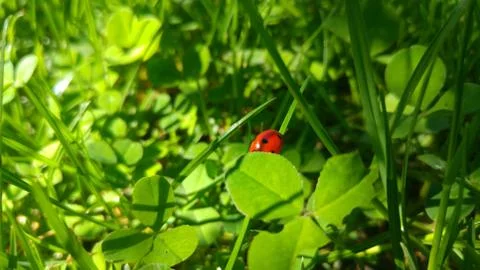 Ladybug in nature Stock Photos