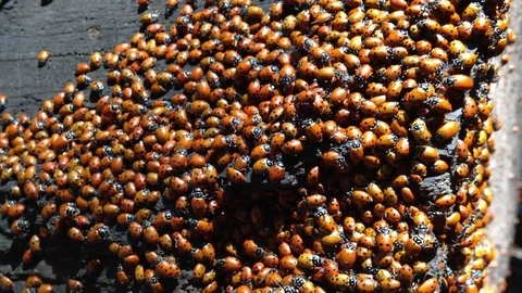 Ladybug Nest Stock Footage 76095027
