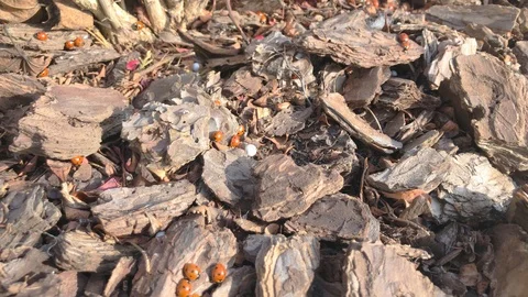 Ladybug Nest on the Ground with Mulch of Bark and Wood Chippings Stock Footage 123577359