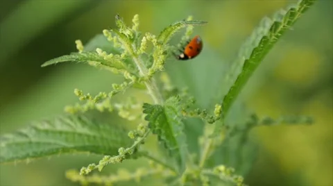 Ladybug on a nettle 스톡 동영상 68083560