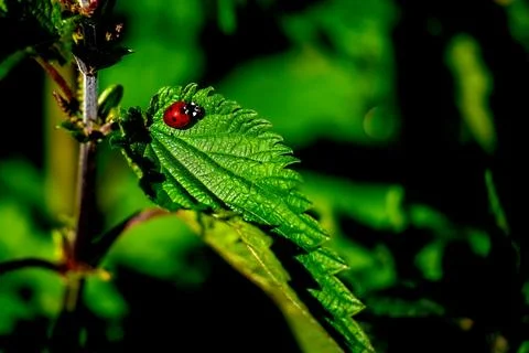 A ladybug on nettle leaf. Stock Photos