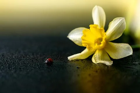 A ladybug next to a daffodil crawls in drops of water Stock Photos