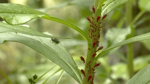 Ladybug nymph and red aphids. Stock Footage 130986779