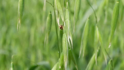 Ladybug on Oat Plant Stock Footage 333908786
