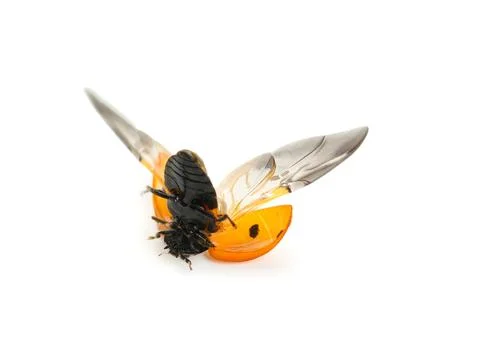 Ladybug with open wings and black body, natural insect in flight, isolated on Stock Photos
