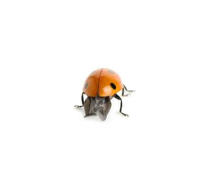 Ladybug with open wings preparing for flight, natural pest control and garden Photos