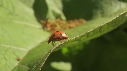 Ladybug opens its wings and flies 스톡 동영상 239745806