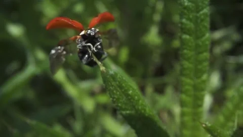 Ladybug opens its wings and flies away 스톡 동영상 241826529