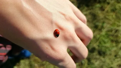 Ladybug or ladybird on the back of the hand Stock Footage 155223928