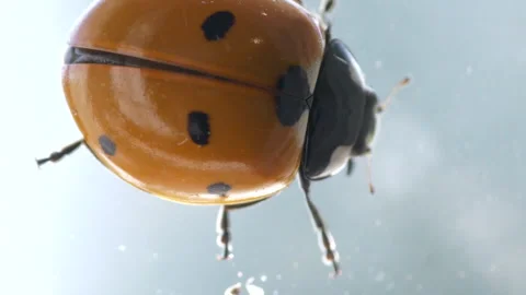 Ladybug or ladybird beetle opens shell and spreads wings, close up macro 스톡 동영상 157805769