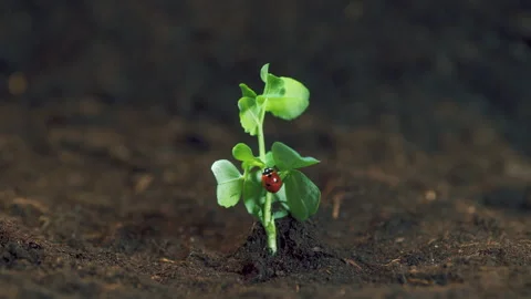 Ladybug Or Ladybird. Dotted Ladybug Eating Plant Louse As Beneficial Insect Stock Footage 272910097