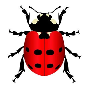 Ladybug or Ladybird insect flat style vector illustration. Stock Photos