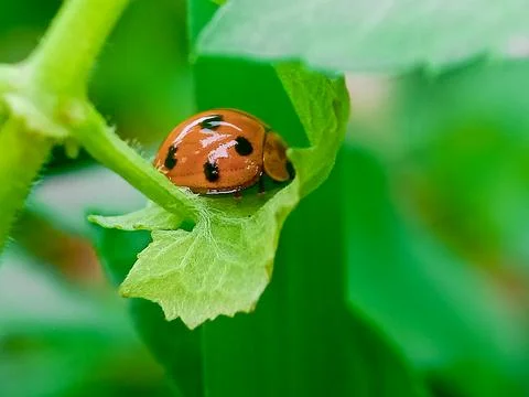 Ladybug orange from behind with Blurred background. Stock Photos