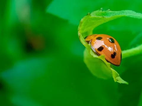 Ladybug orange from behind with Blurred background. Stock Photos